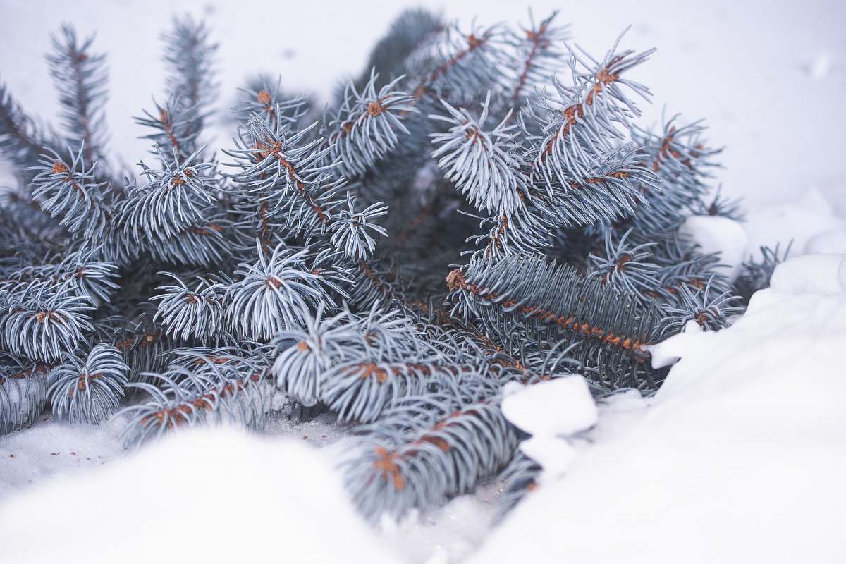 tree snow covered pine trees conifer