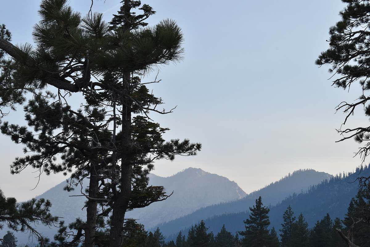 tree white and black trees painting abies
