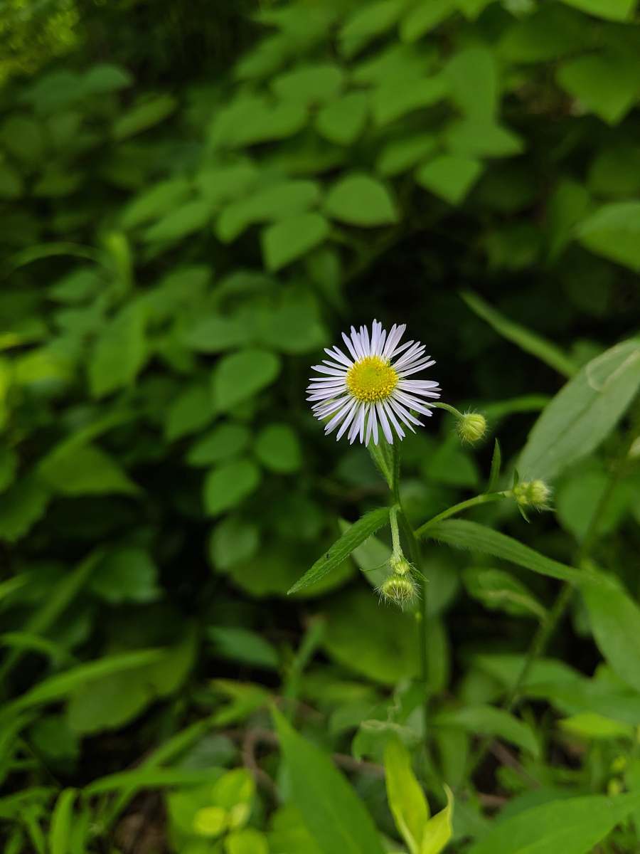 blossom white petaled flower close-up photography flower