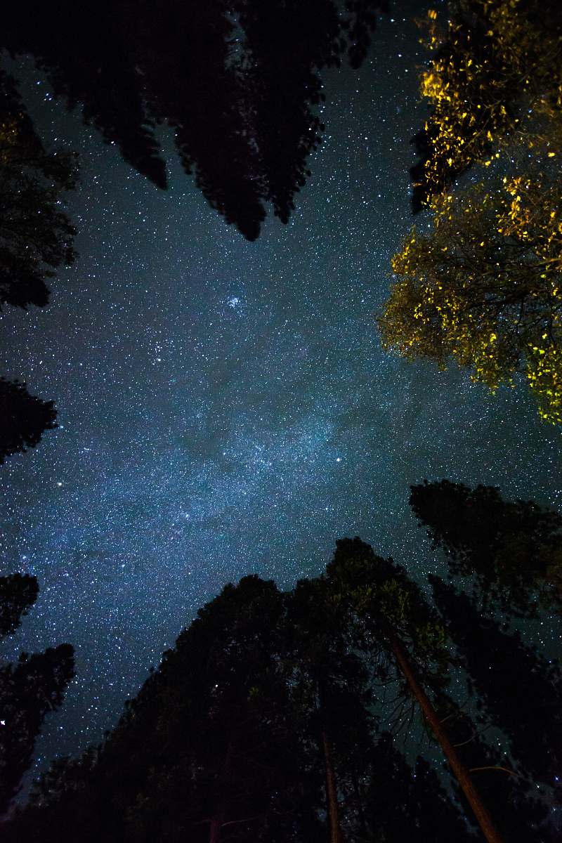night bottom view shot of trees under starry sky sky
