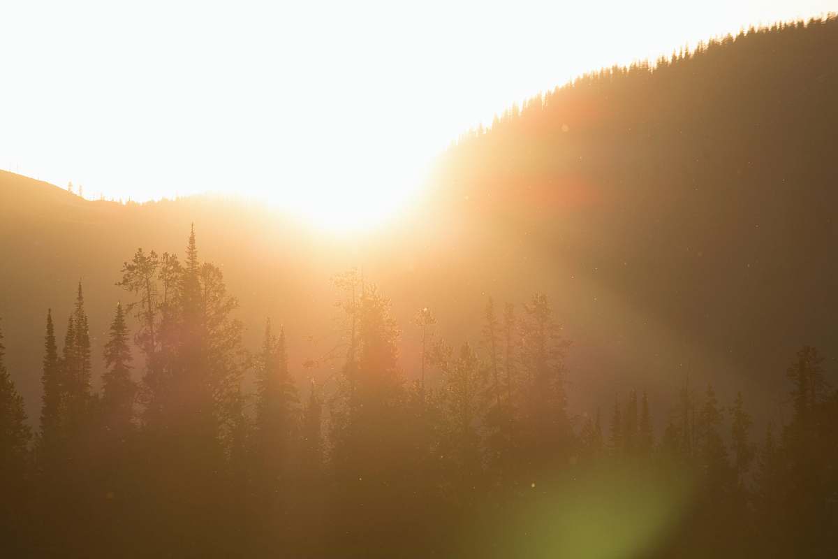 nature silhouette of trees sunset