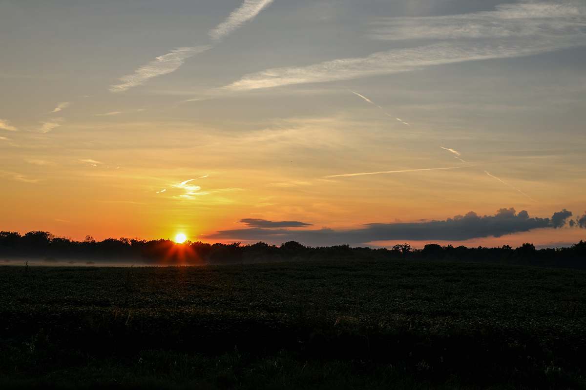 nature grass field during golden hour sun