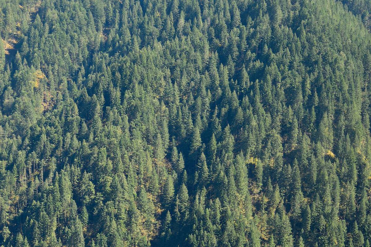 conifer aerial photography of fores at daytime flora