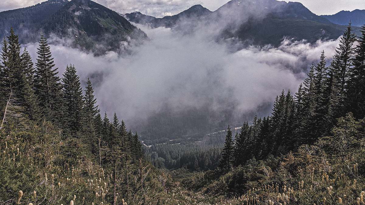 plant aerial photography of mountain range during daytime abies