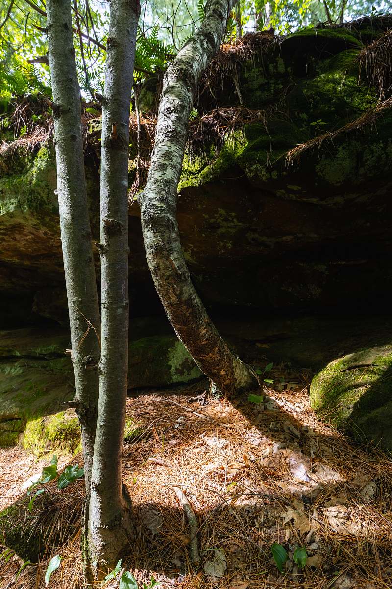 nature brown trees outdoors