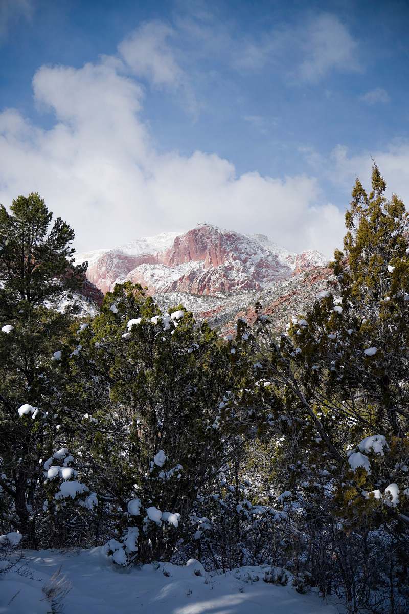 plant forest covered with snow mountain