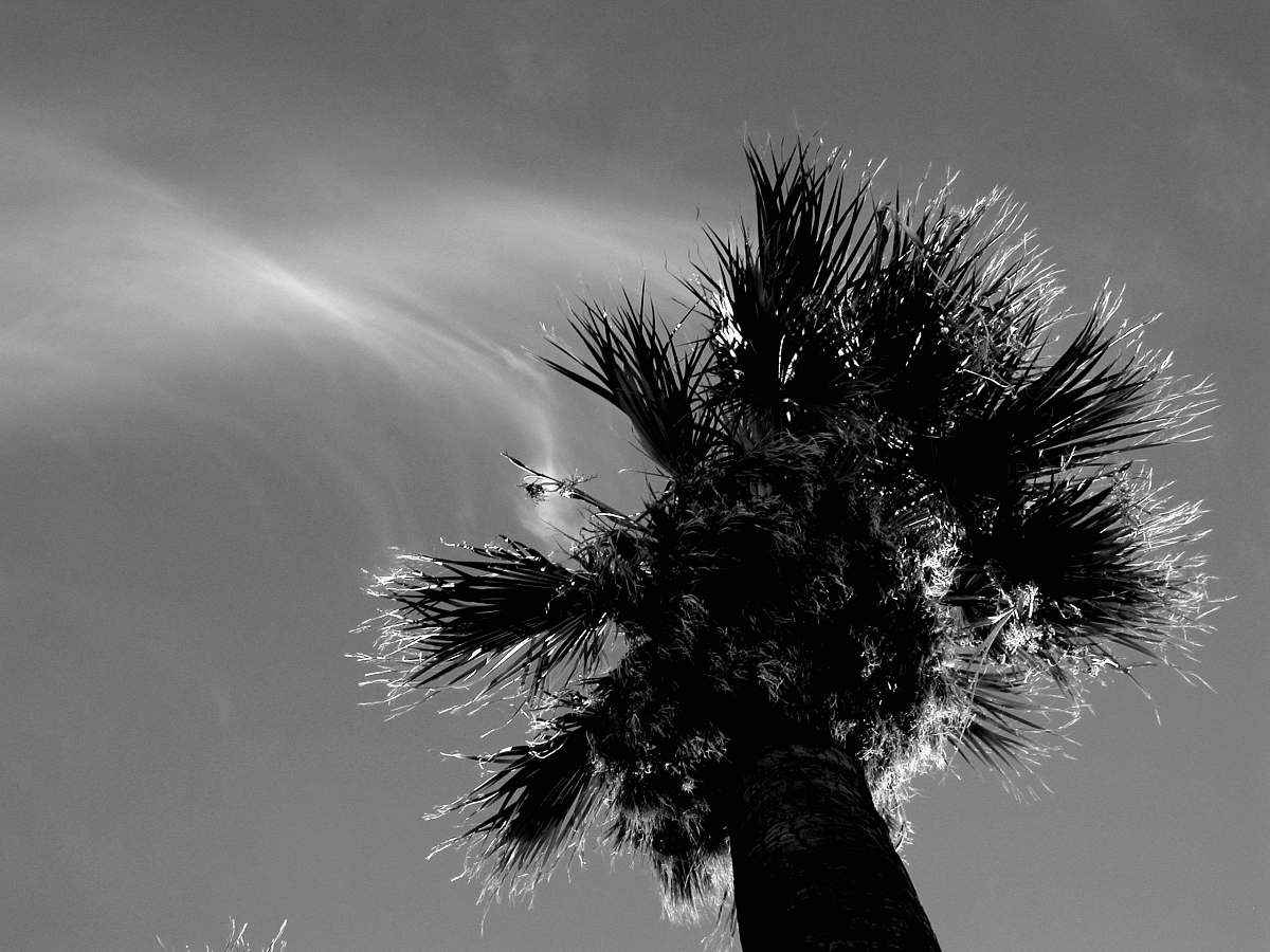black-and-white grayscale photography of palm tree anza-borrego desert state park
