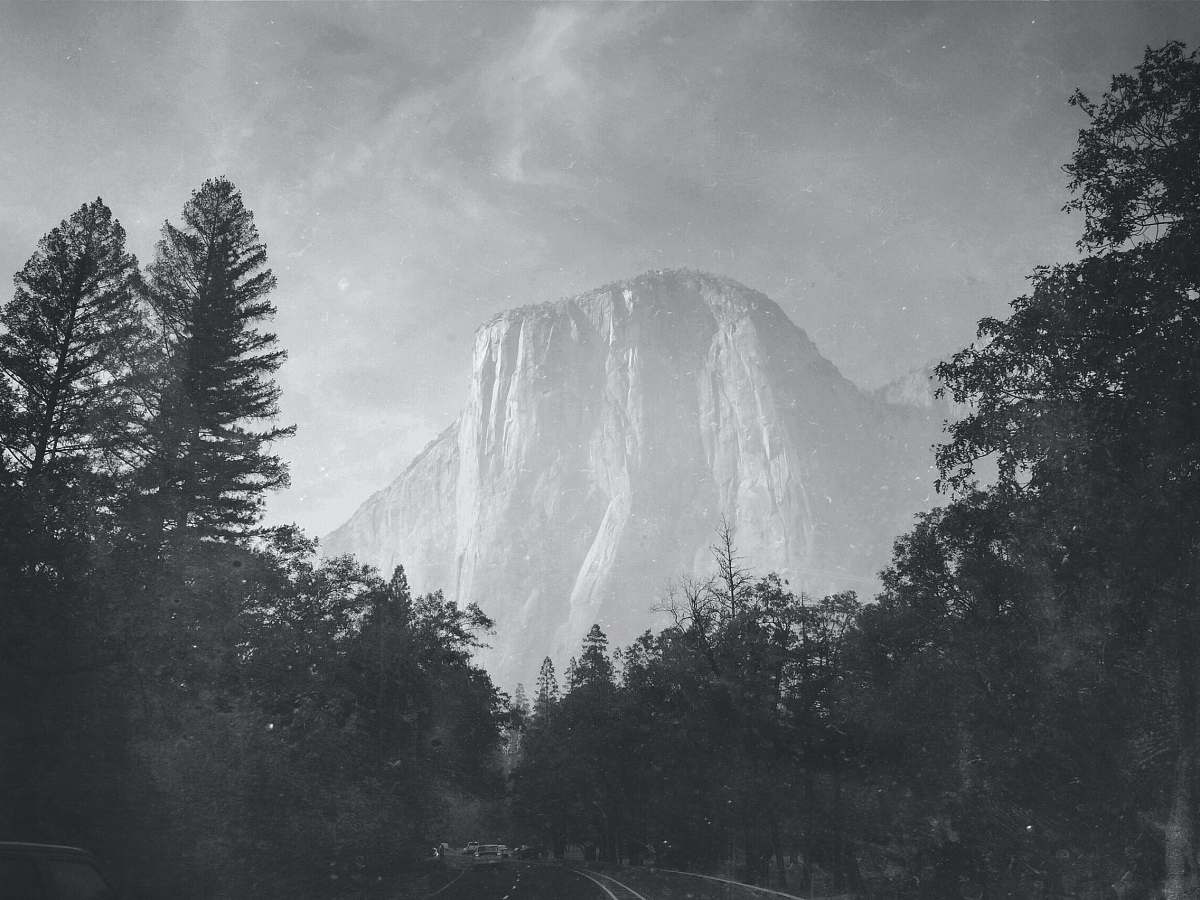 black-and-white green leaf tree and mountain grey