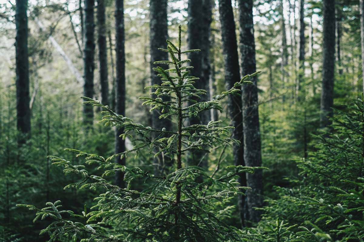 nature low-angle photography of trees forest