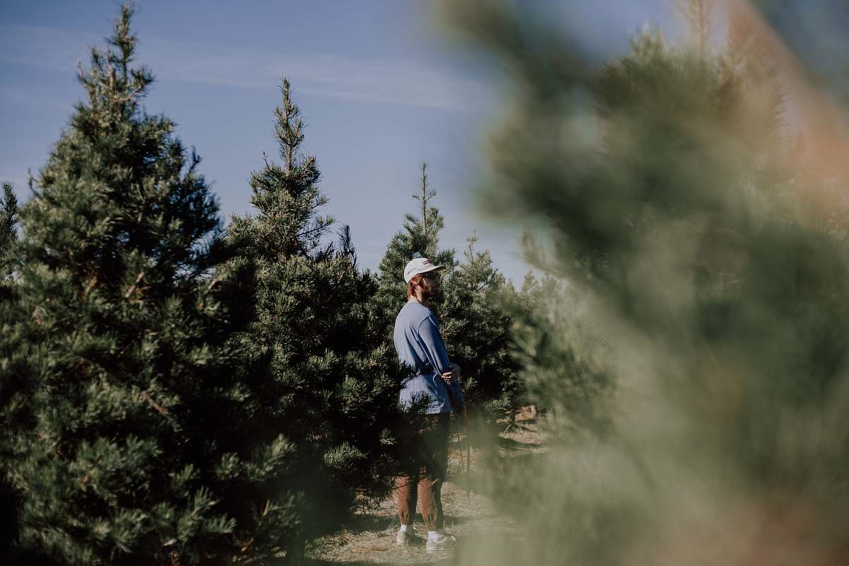 abies man standing near pine trees conifer