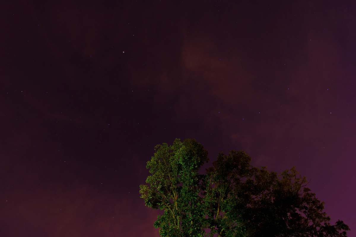 night worms eye view photography of green leafed tree knoxville