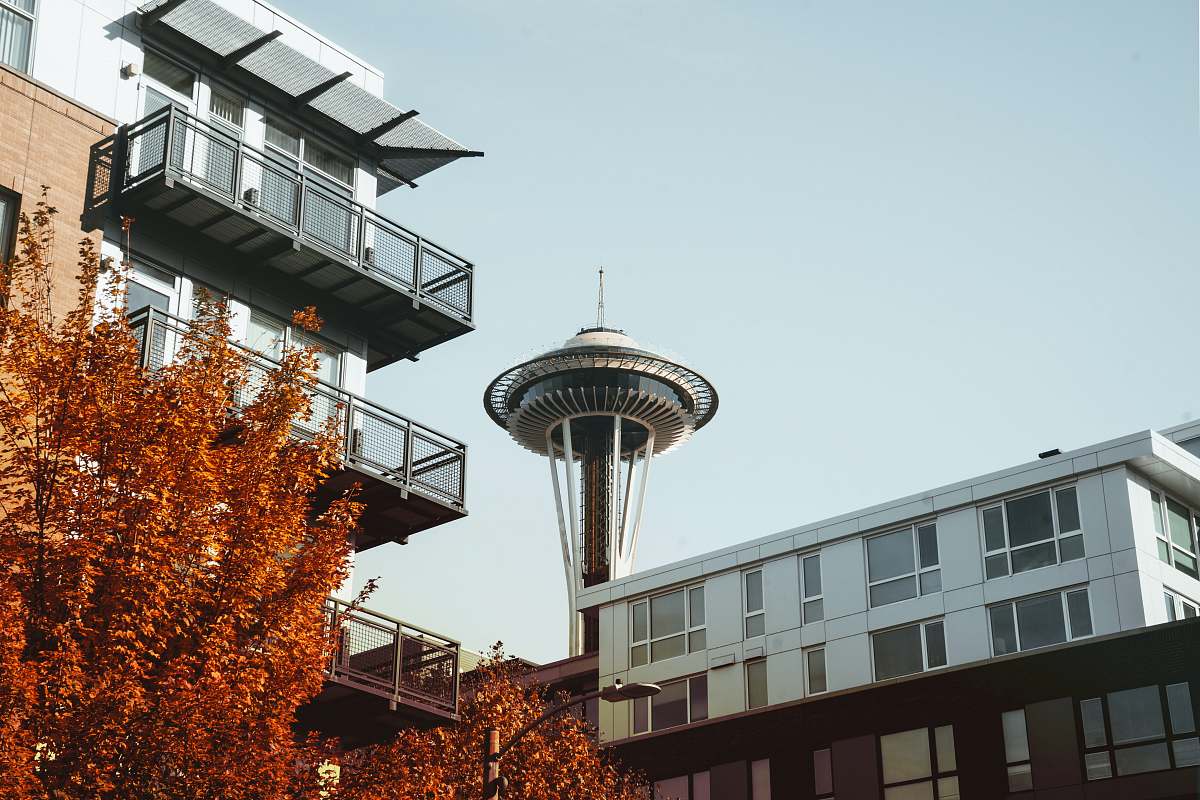 seattle brown tree beside white concrete building during daytime washington