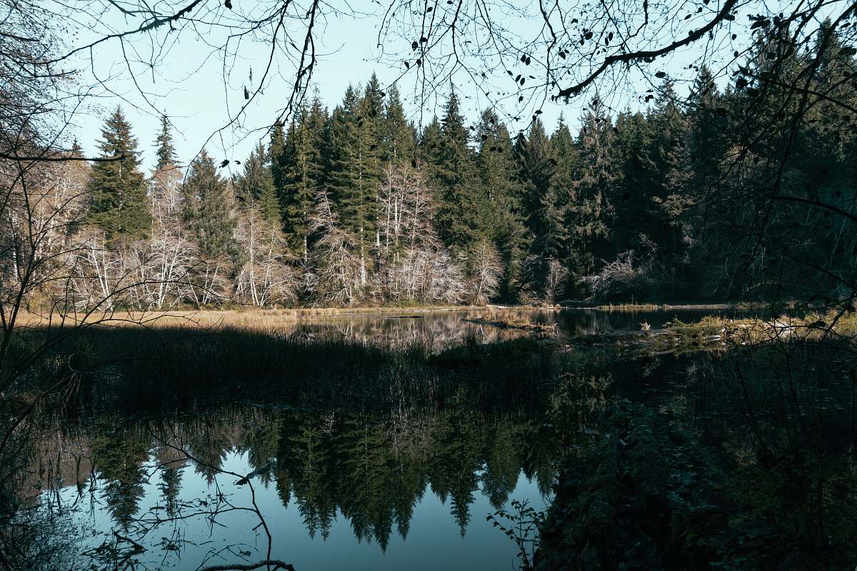 abies trees beside body of water during daytime fir