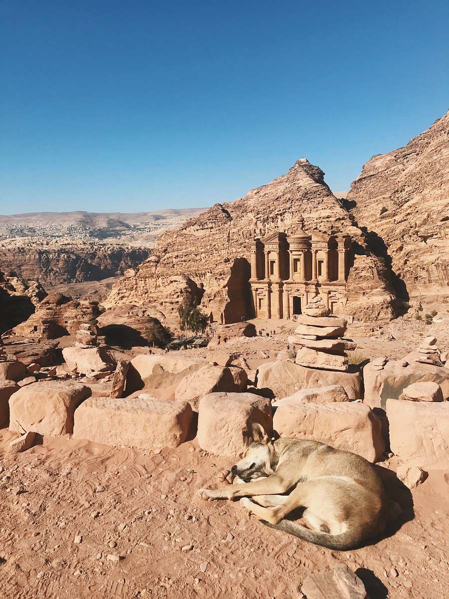 building dog lying on sand near Petra, Egypt during day monastery