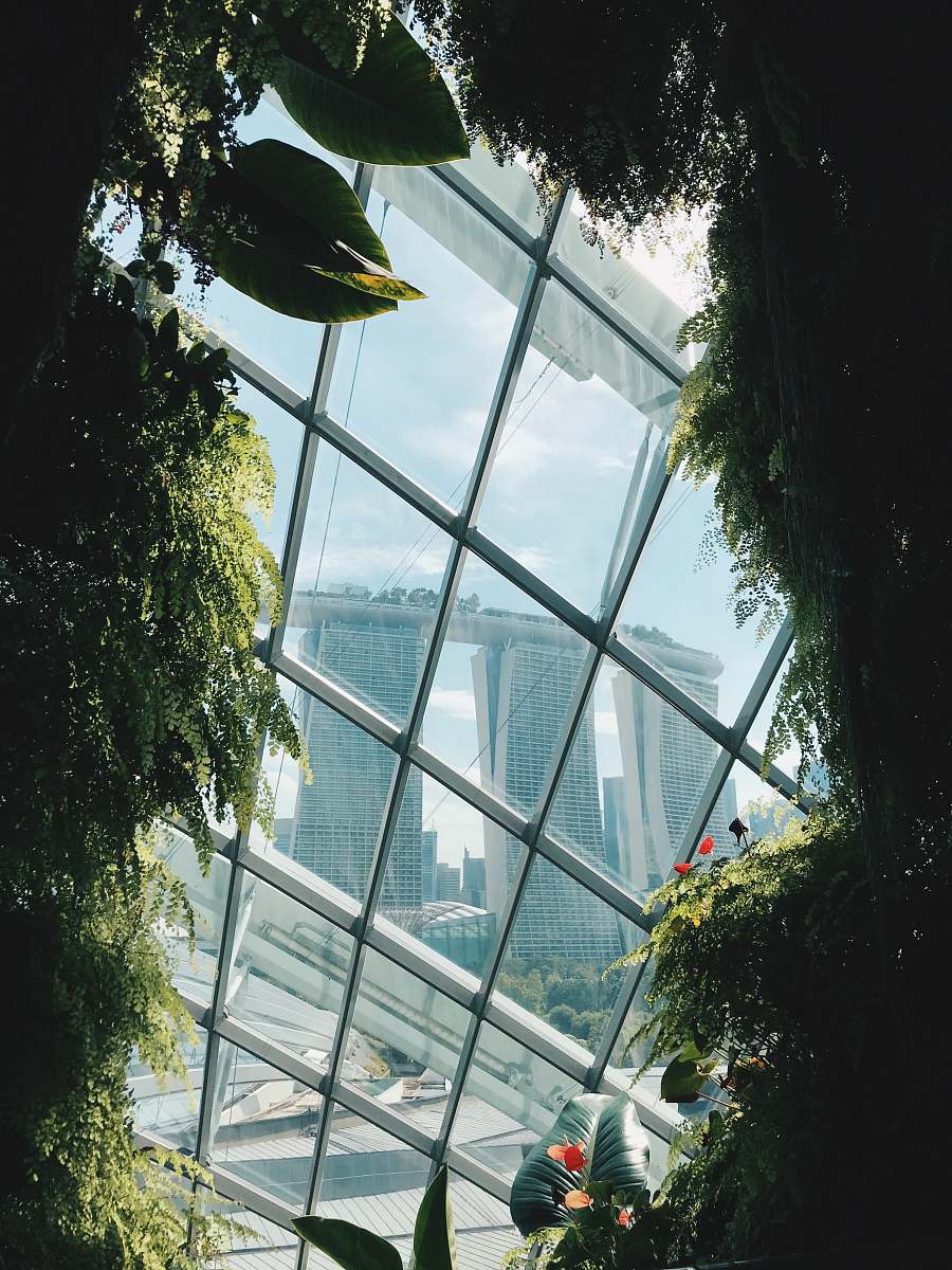 building green-leafed plants window