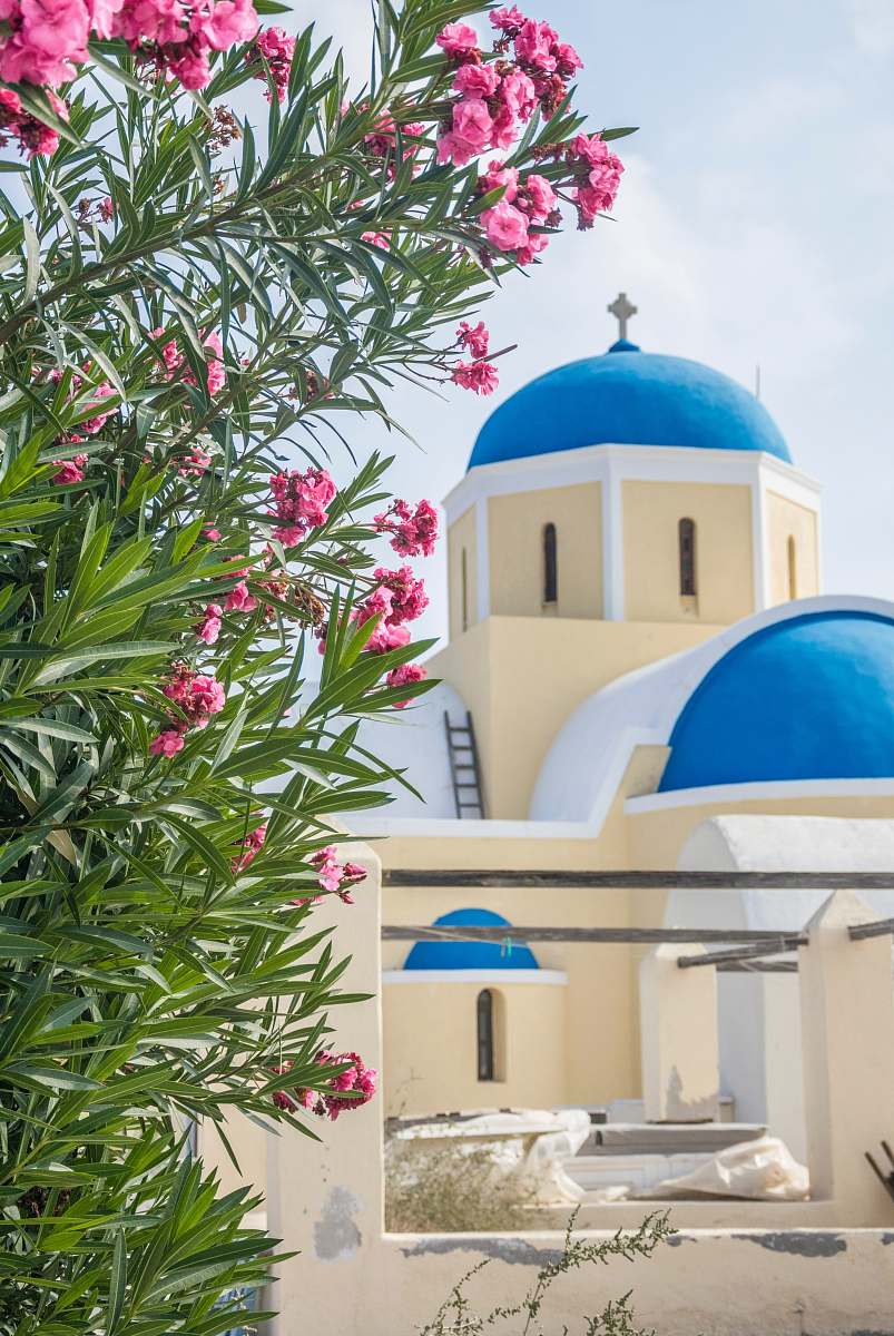 building pink petaled flowers dome