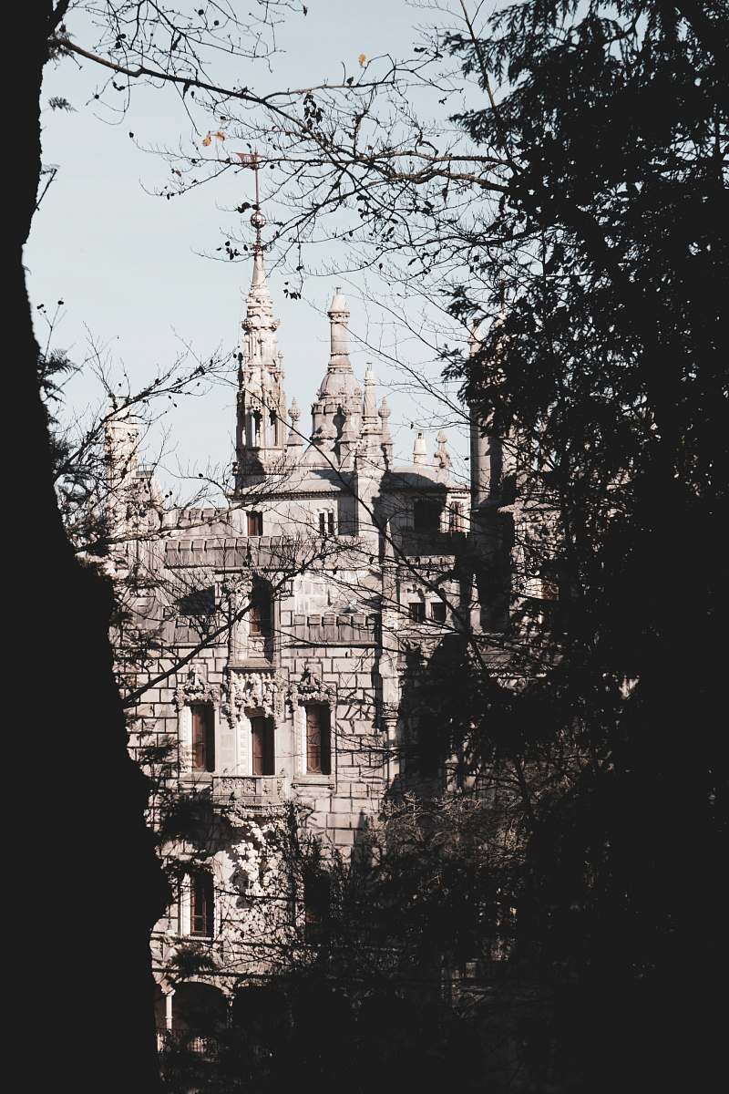 building silhouette of tree with view of white castle spire