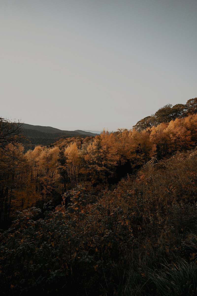  brown trees under white sky 
