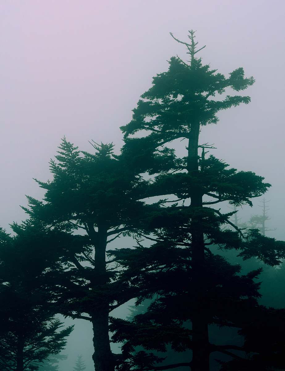 conifer green trees with fog background fir