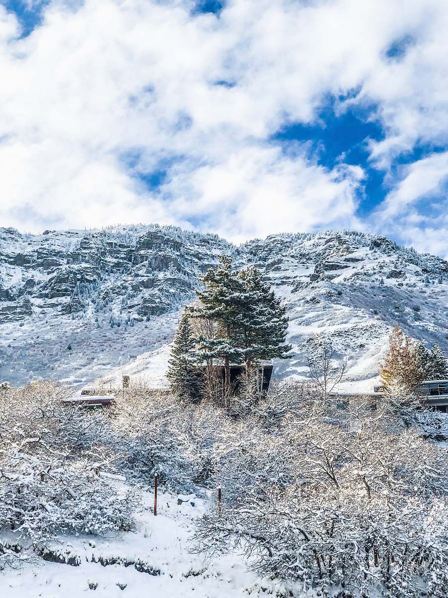 fir mountain range covered with snow plant