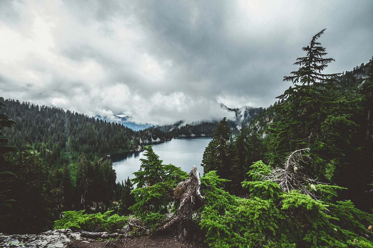conifer photo of body of water surrounded by green pine trees fir
