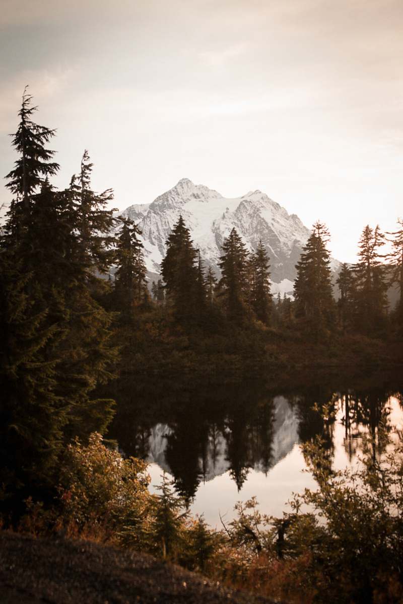conifer snow covered mountain fir