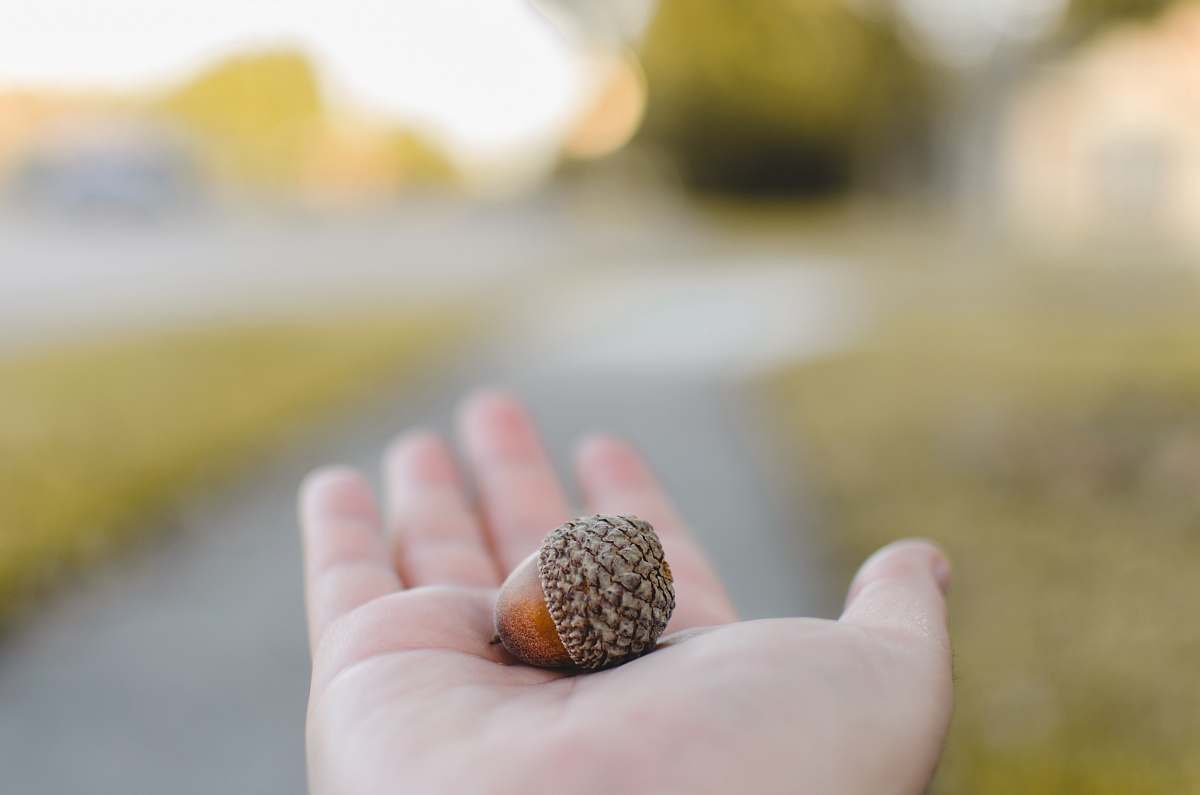flora brown nut on person's left palm food