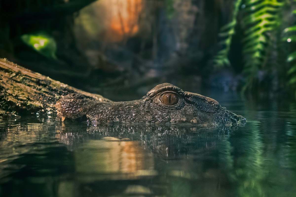 crocodile macro photography of crocodile on body of water animal