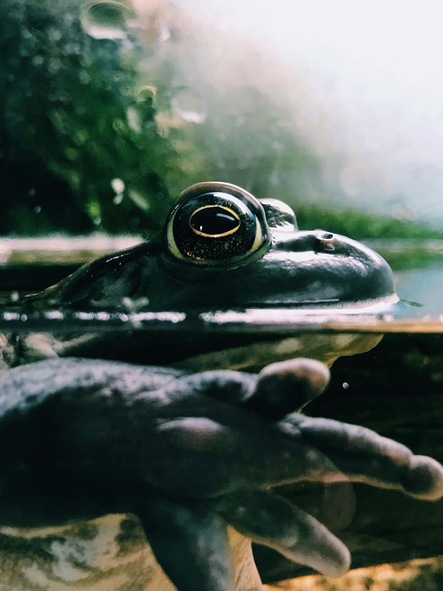 frog black frog in body of water macro photography animal