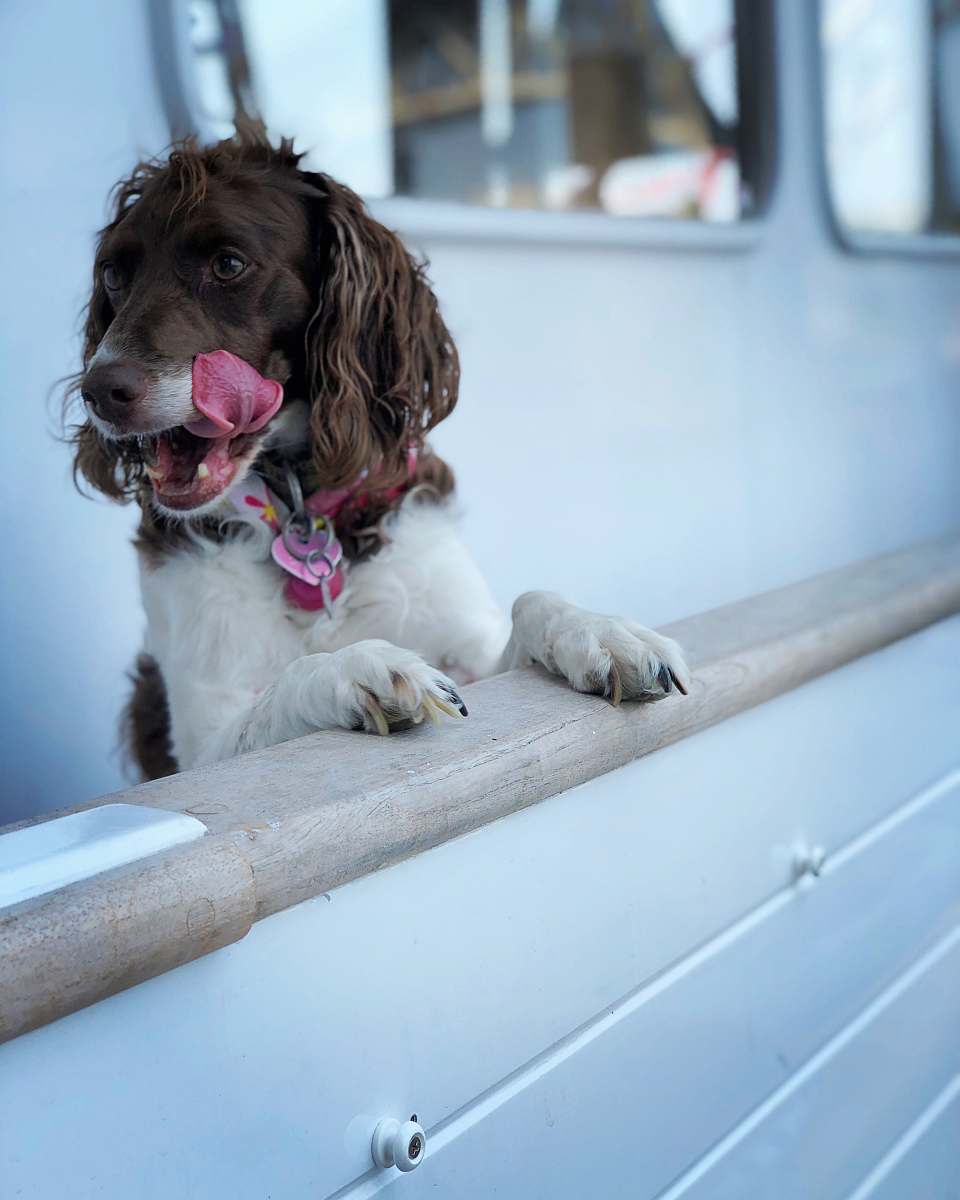 mammal  canine