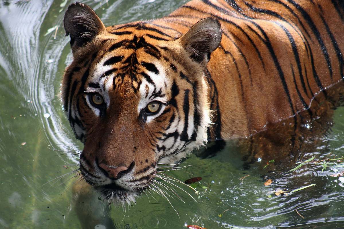 mammal adult tiger on water tiger