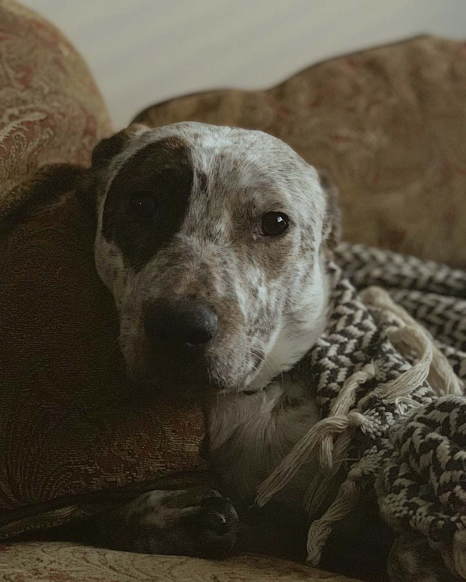 canine adult white and black American pit bull terrier dog