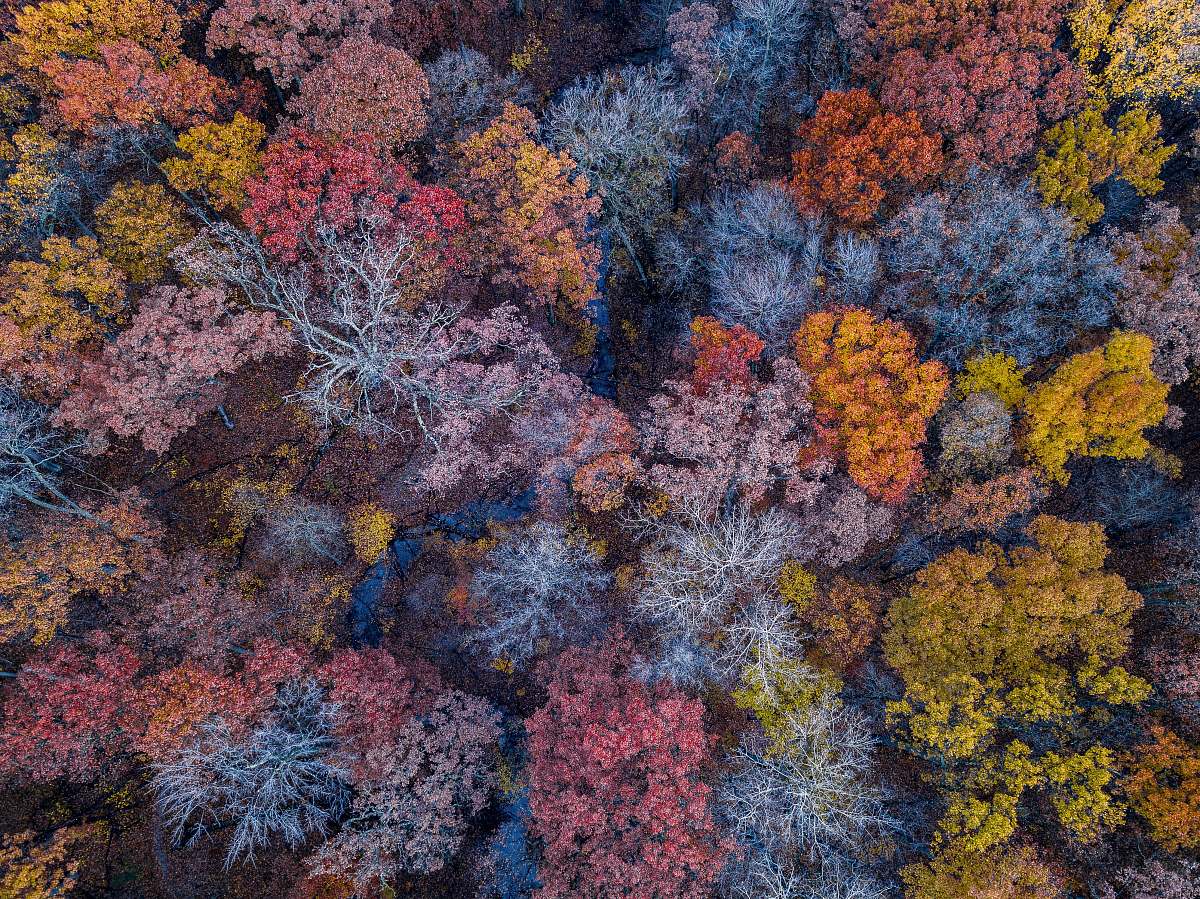 nature aerial photo of forest during the fall ocean