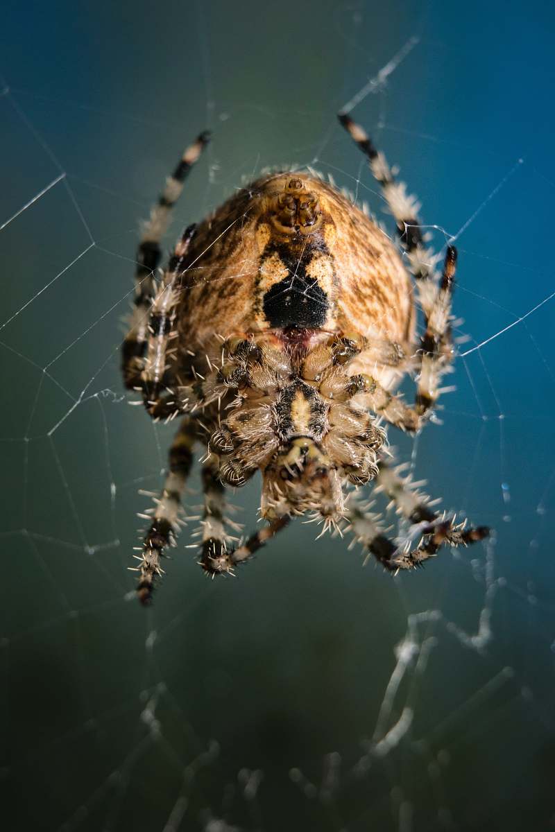 spider beige and black spider arachnid