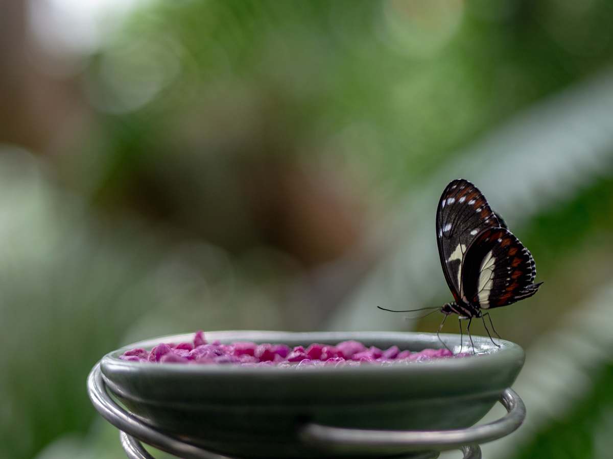 bee black and brown butterfly perched on green ceramic bowl in closeup photography honey bee