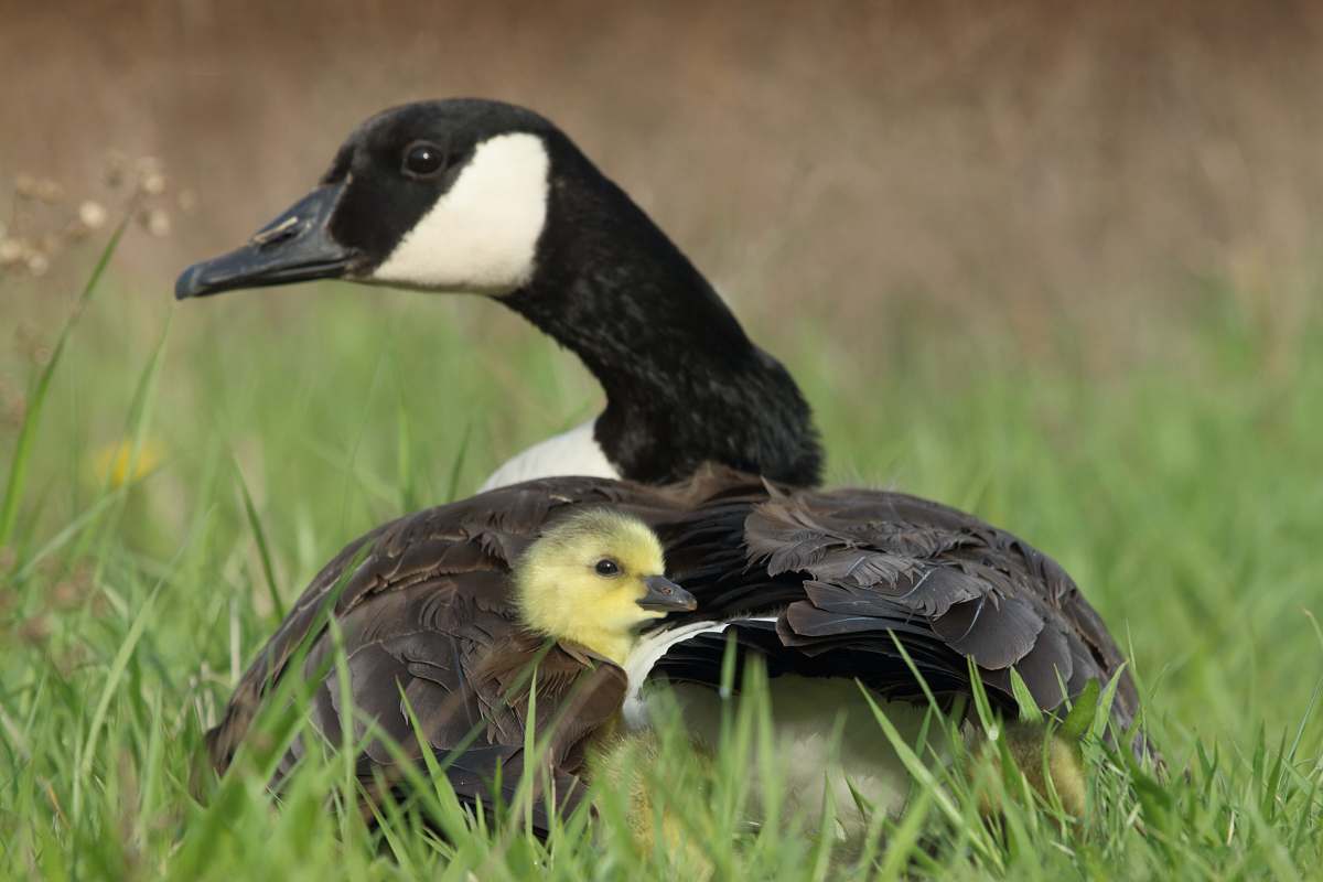 bird black duck beside duckling on grass goose