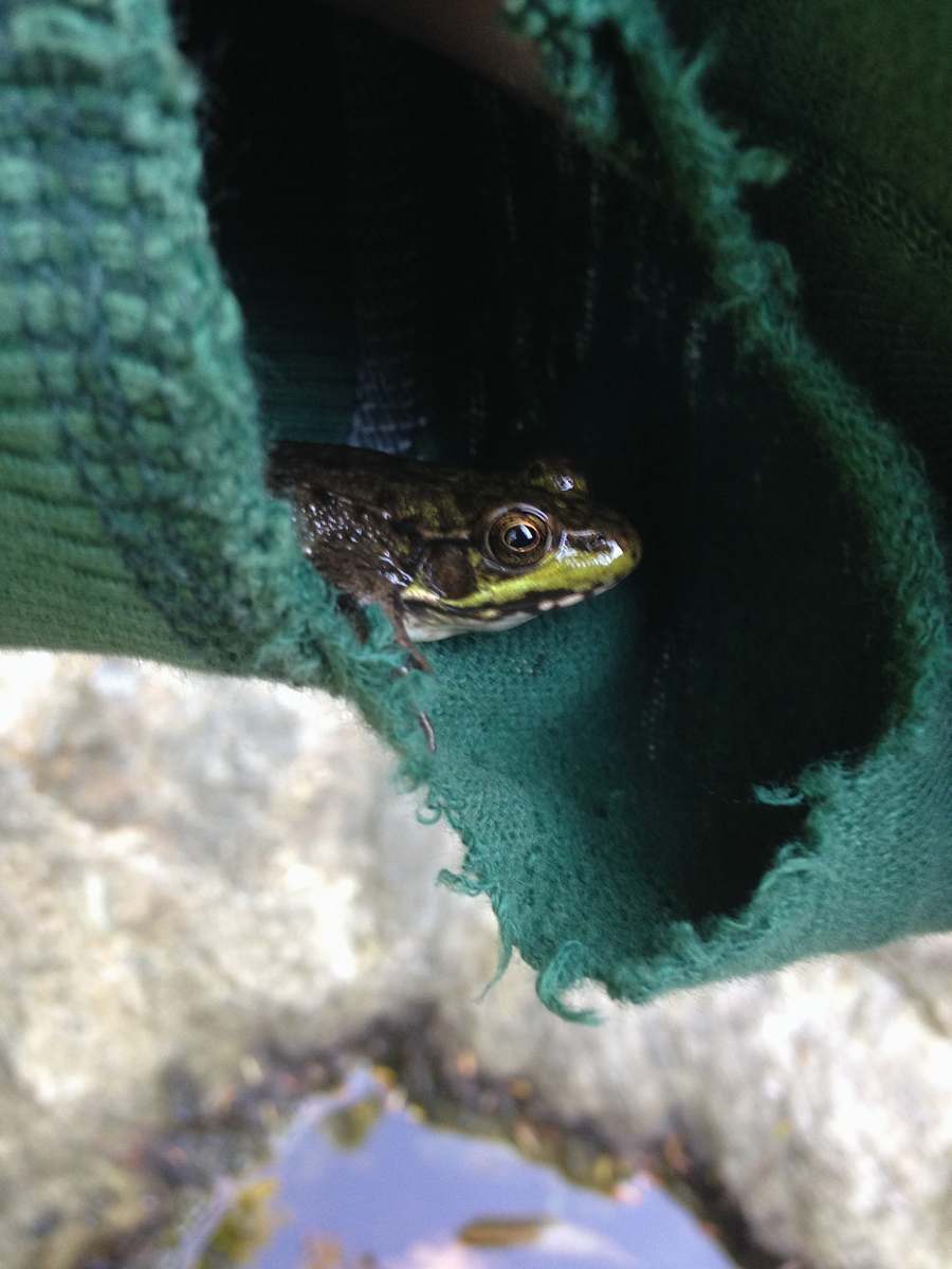 amphibian black frog in green textile frog