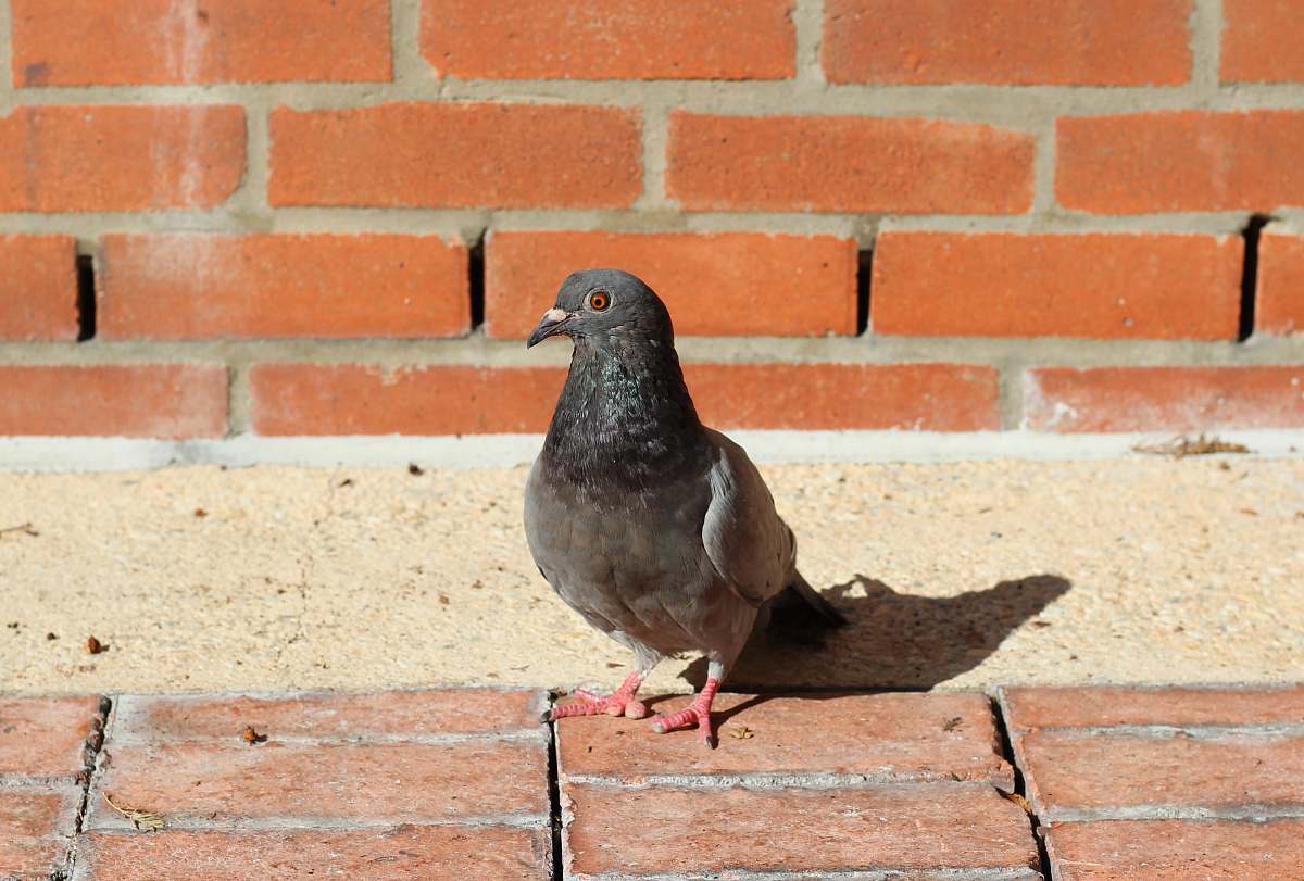 bird black pigeon on brown concrete bricks pigeon