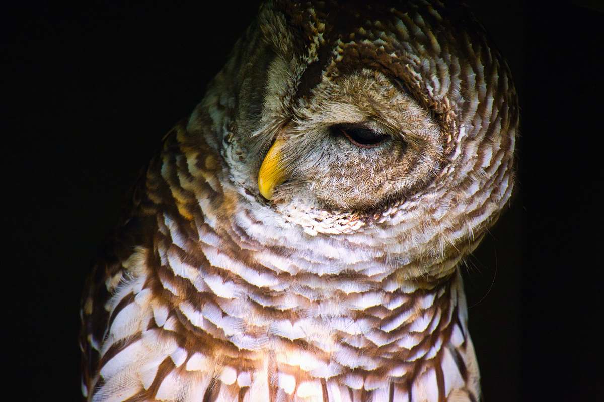 bird brown and white owl beak