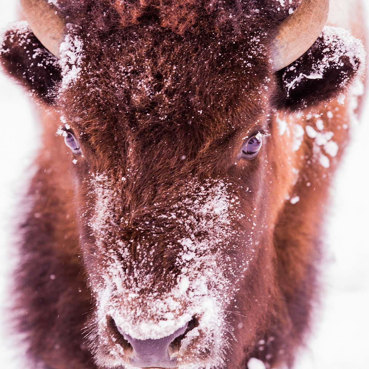 mammal brown animal in close up photography bison