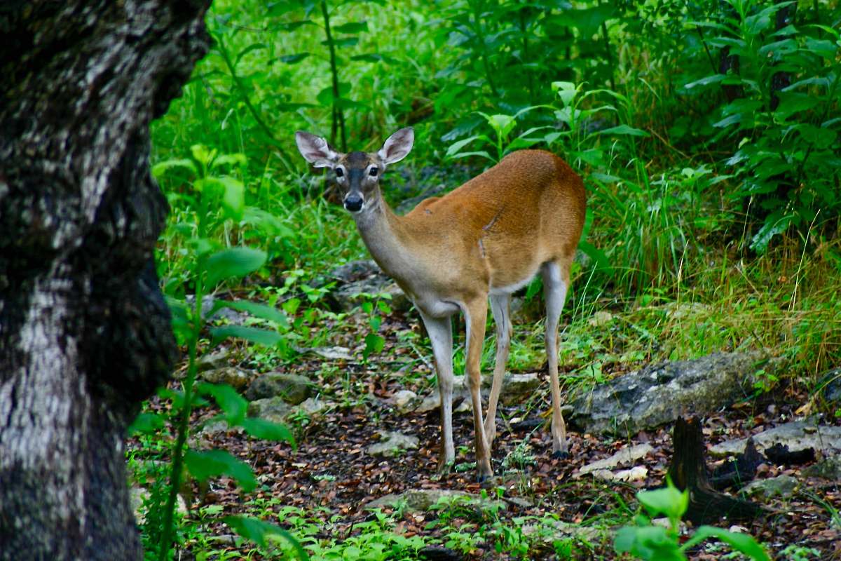 deer brown deer in forest wildlife