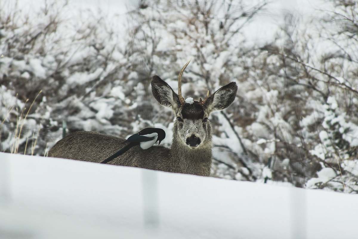 bird brown deer near tree covered with snow magpie