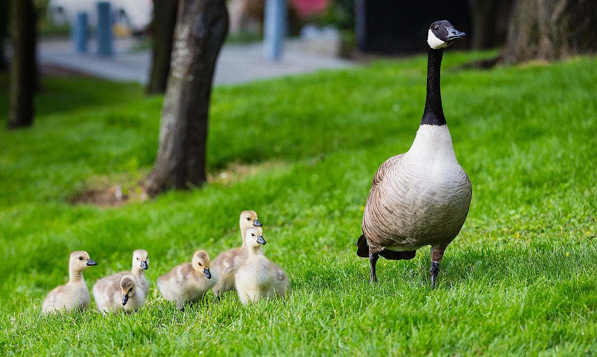 bird brown duck near ducklings goose