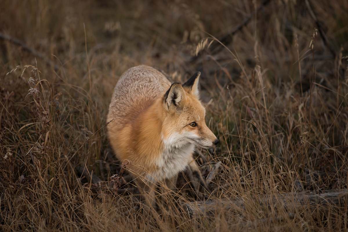 fox brown fox on grass field wildlife