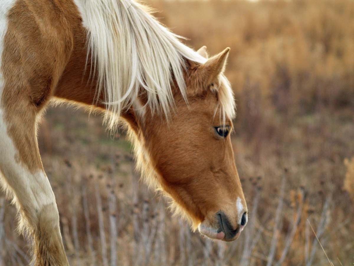 horse brown horse with white mane eating foal