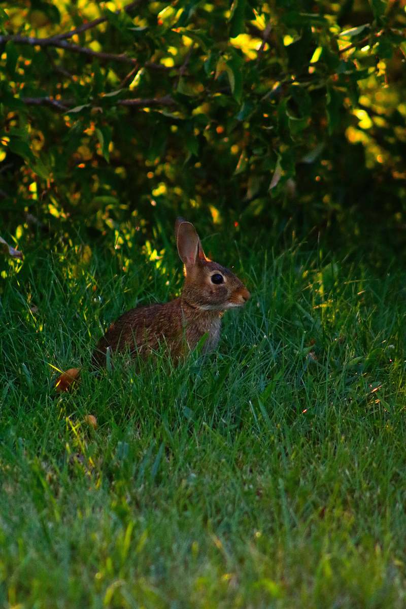 rabbit brown squirrel bunny