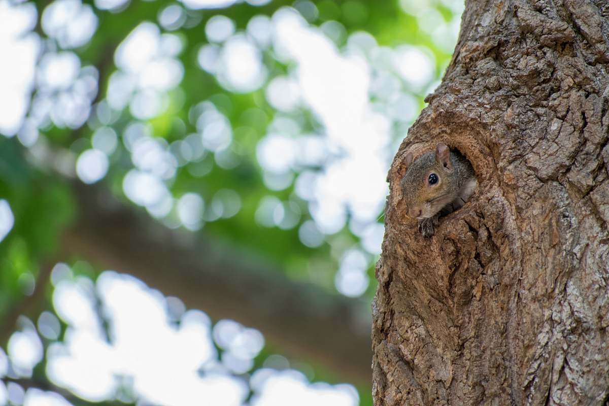 squirrel brown tree trunk chastain park