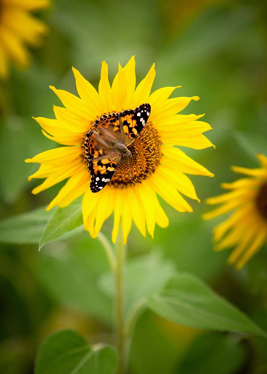 bee butterfly on sunflower honey bee
