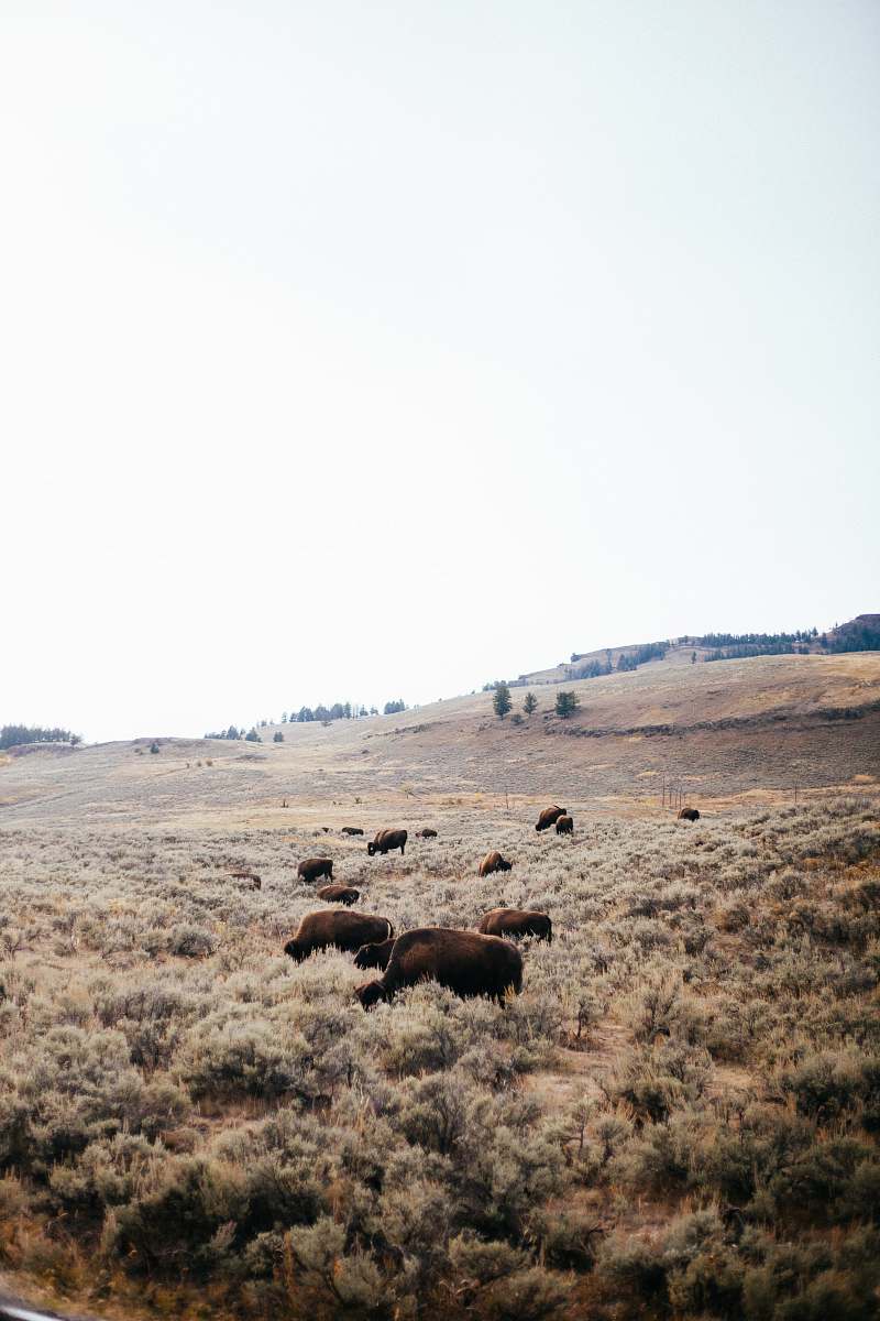 bison cattle on field cattle