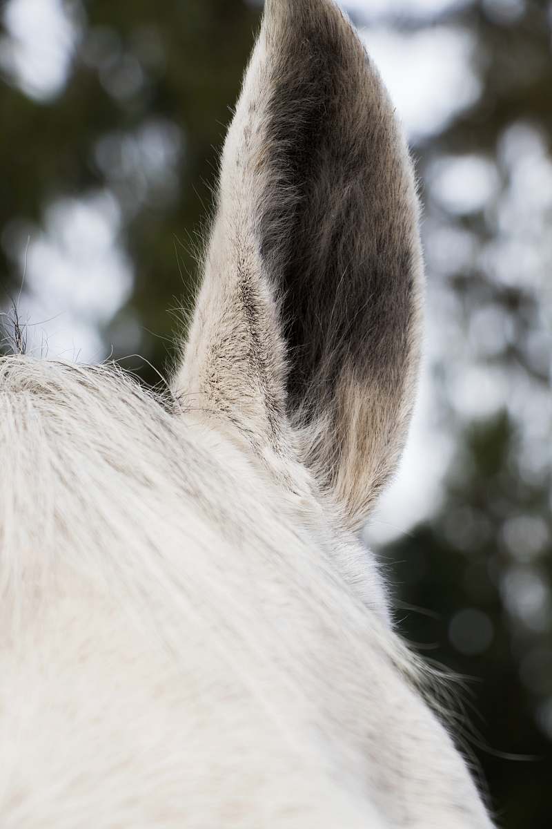 Mammal Close-up Of White Horse Ear Horse Image Free Photo